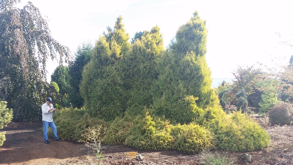 Thuja occ. 'Rheingold'- 3 large specimen trees & Thuja occ. 'Golden Globe'- 12 Jr Specimen shrubs