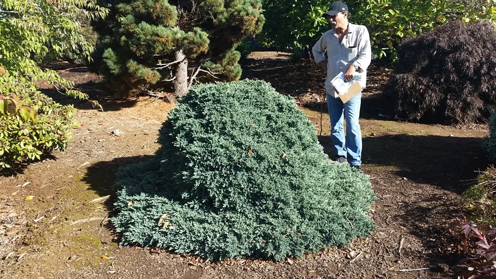 Juniperus sq. 'Blue Star' specimen