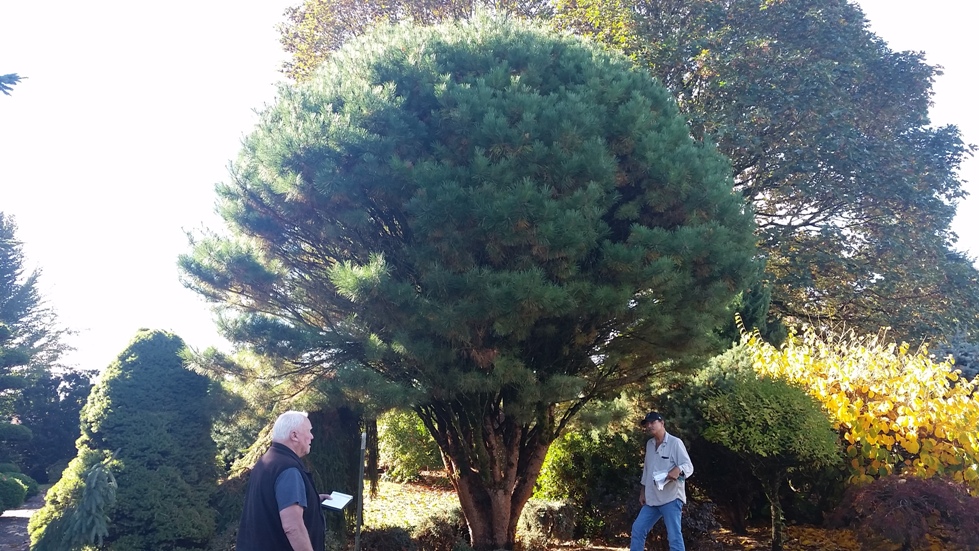 Pinus den . 'Umbraculifera' specimen