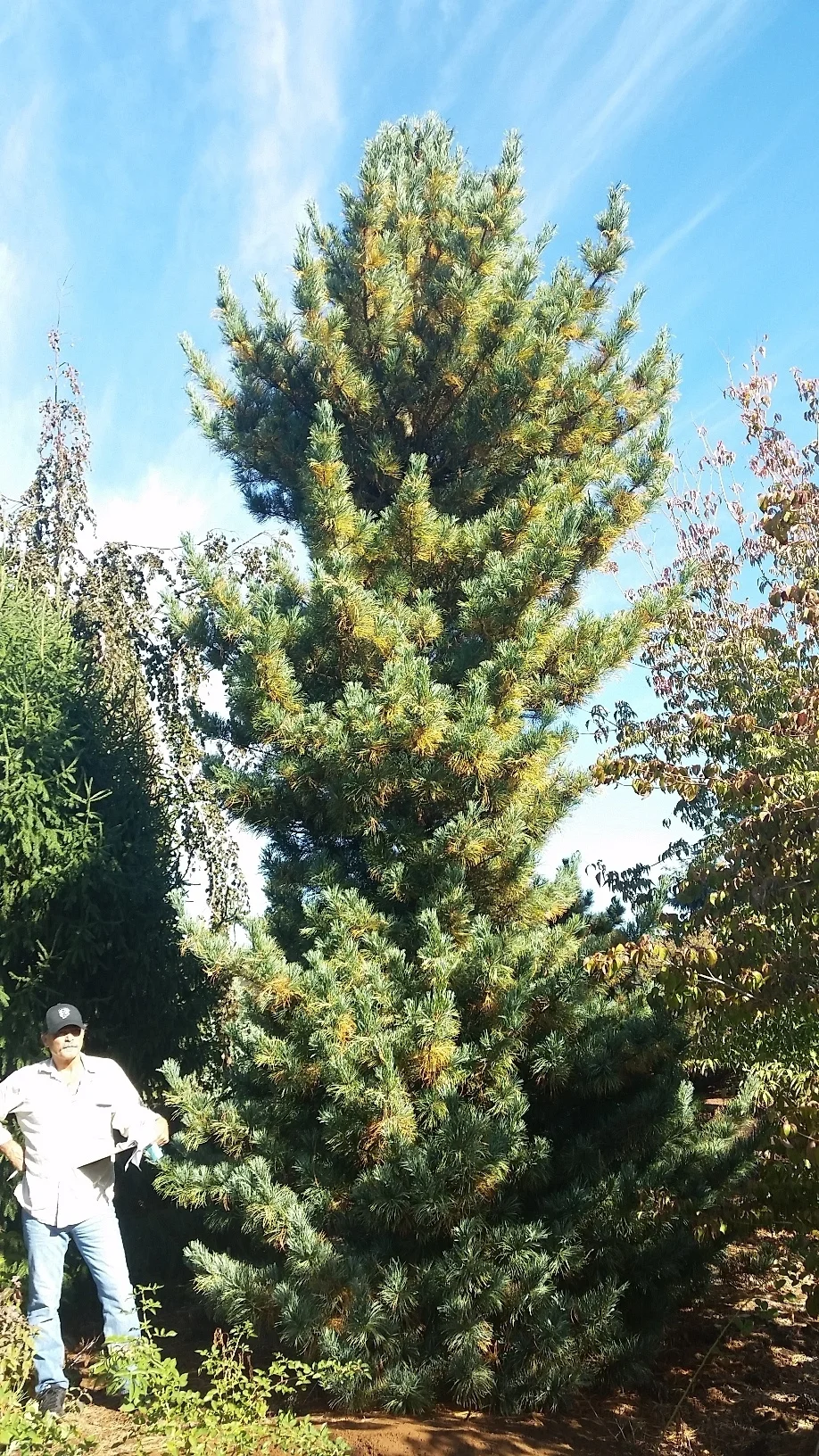 Pinus parviflora Specimen