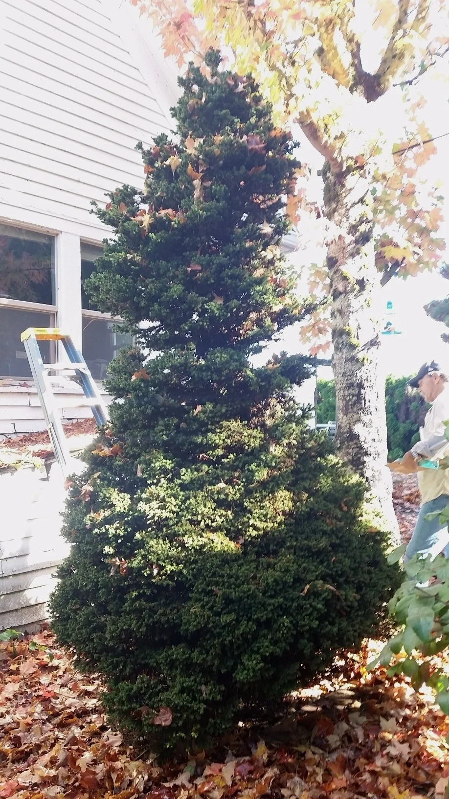 Picea ab . 'Humilis' specimen