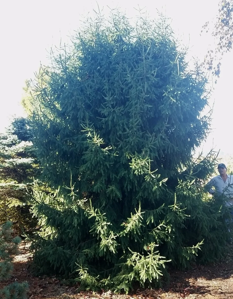 Picea orientalis - unnamed dwarf
