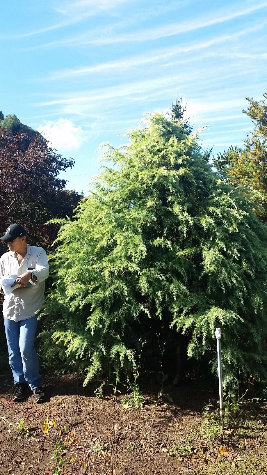 Cedrus deo. 'Snow Sprite' specimen