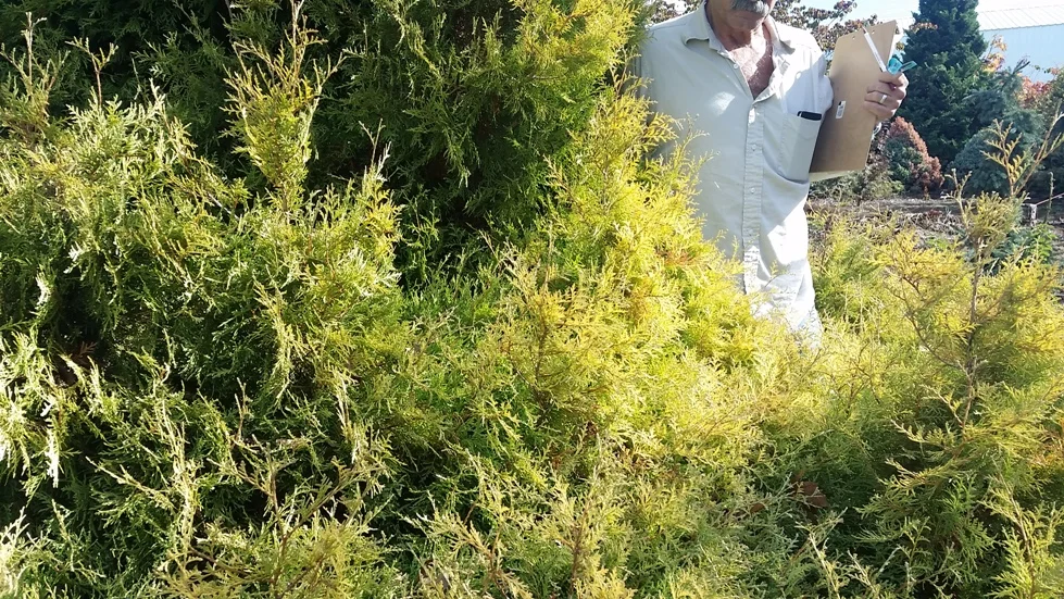 Thuja occ. 'Rheingold' & 'Golden Globe' foliage color
