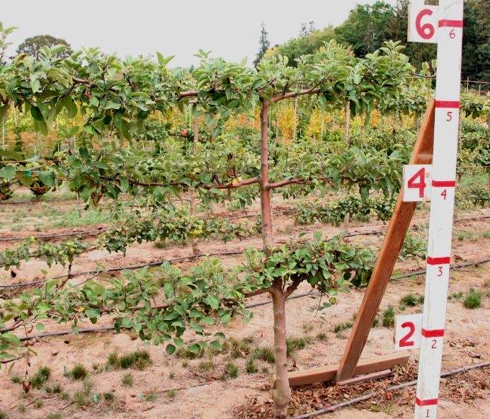 Apple, 3 Tier espalier