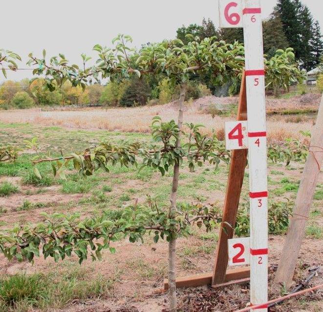 Pear, 3 Tier Espalier