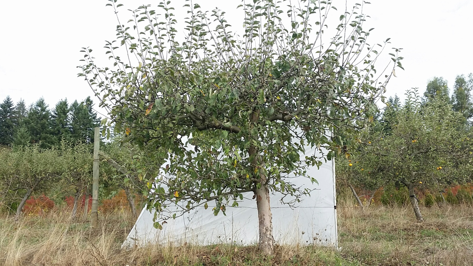 Apple 'Red Baron' specimen