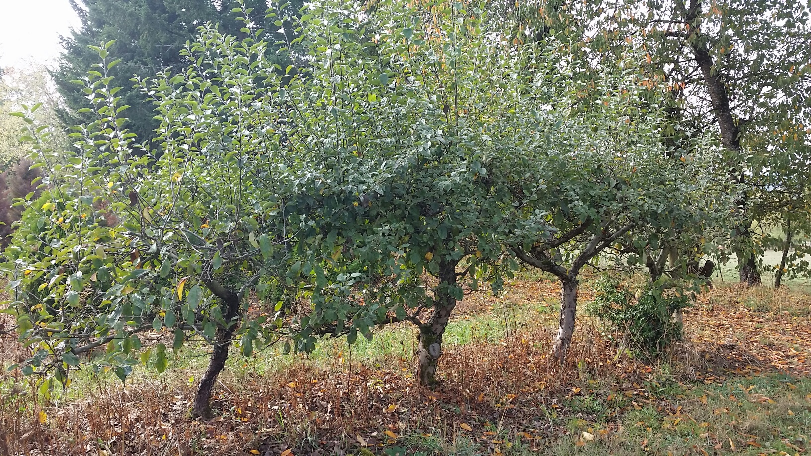 group of Apple 'Gravenstein' specimens