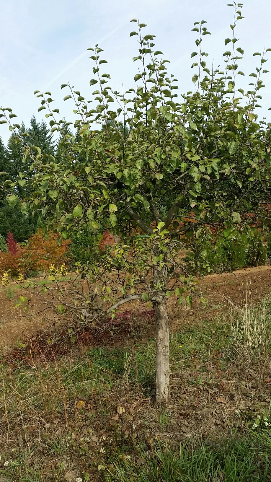 Apple 'Spartan' specimen