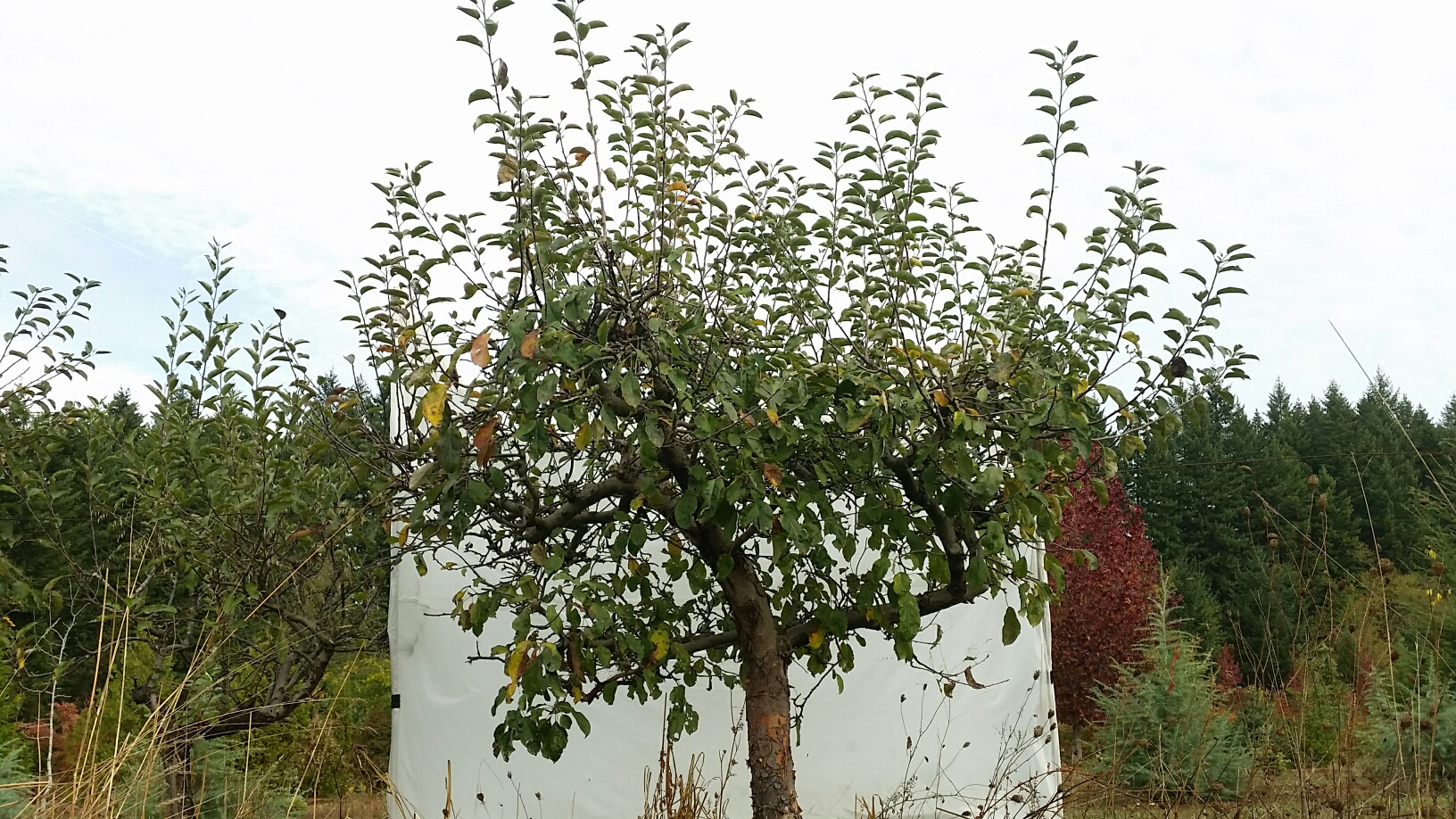 Apple- before pruning