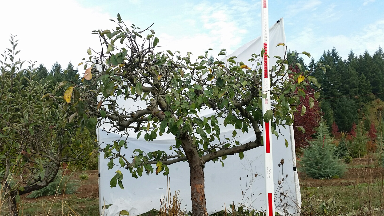 Apple- after pruning