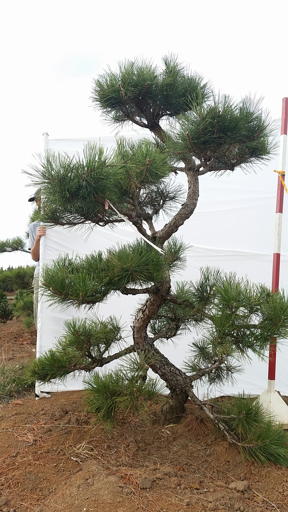 Pinus thunbergii 'Arakawa Sho'