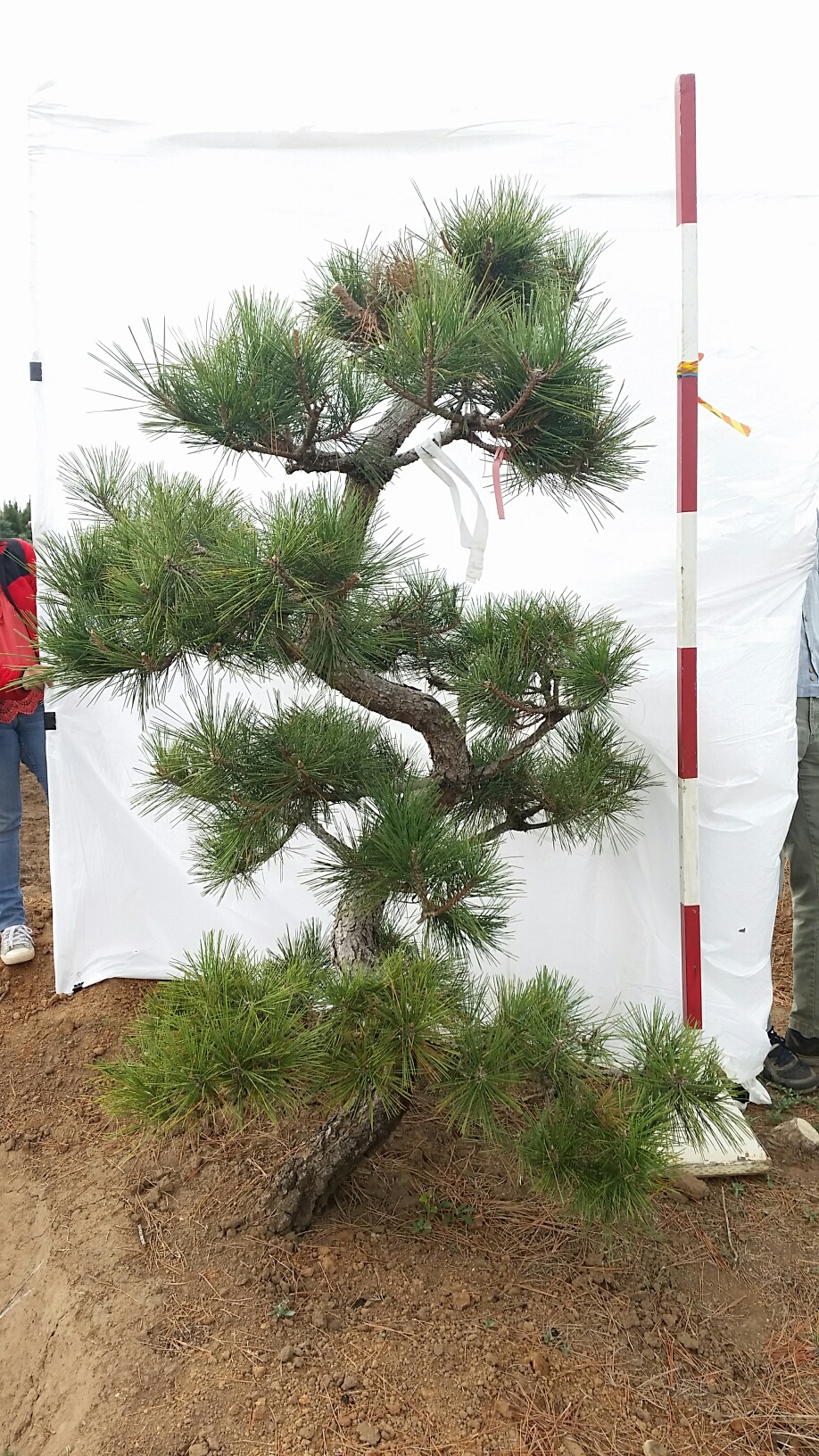 Pinus thunbergii 'Arakawa Sho'