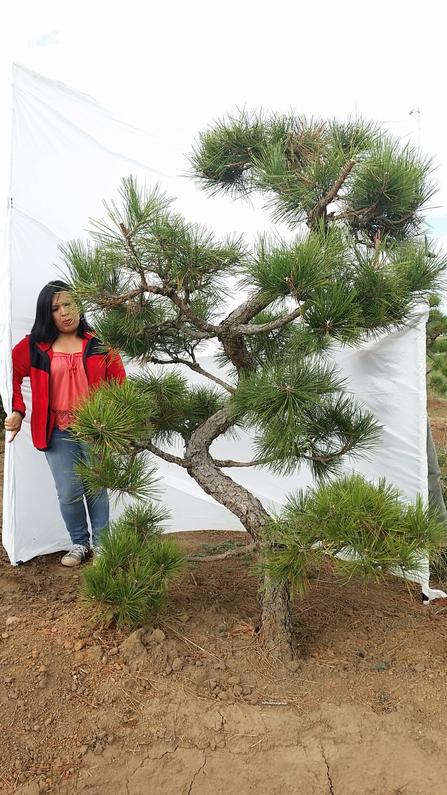 Pinus thunbergii 'Arakawa Sho'