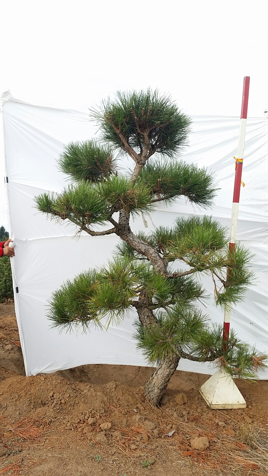 Pinus thunbergii 'Arakawa Sho'