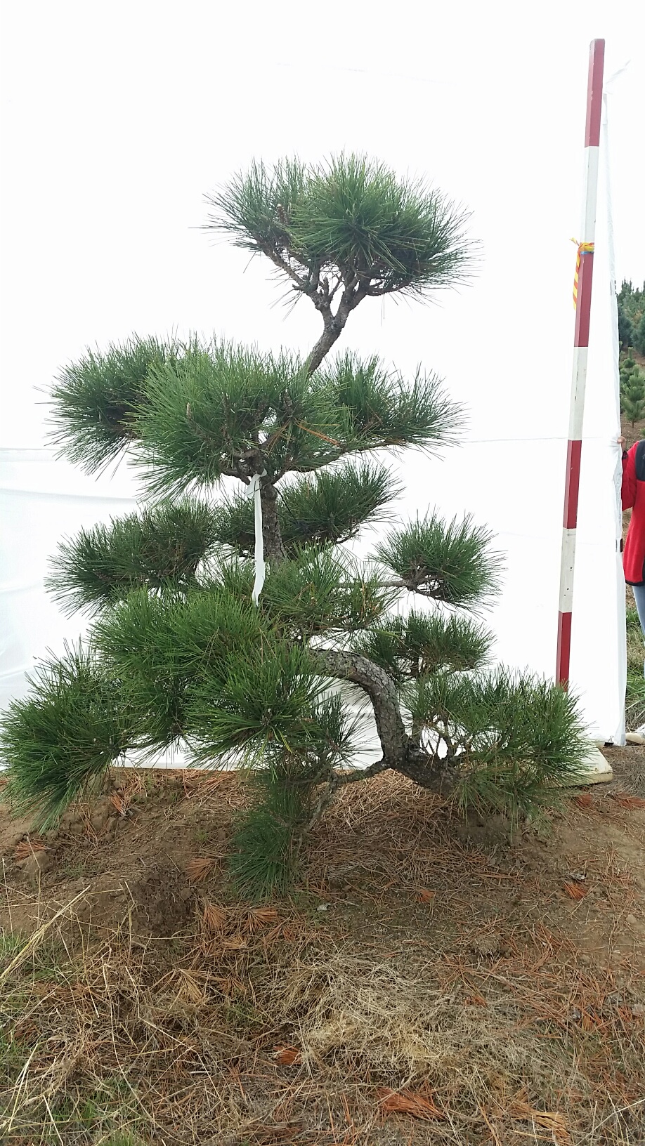 Pinus thunbergii 'Arakawa Sho'