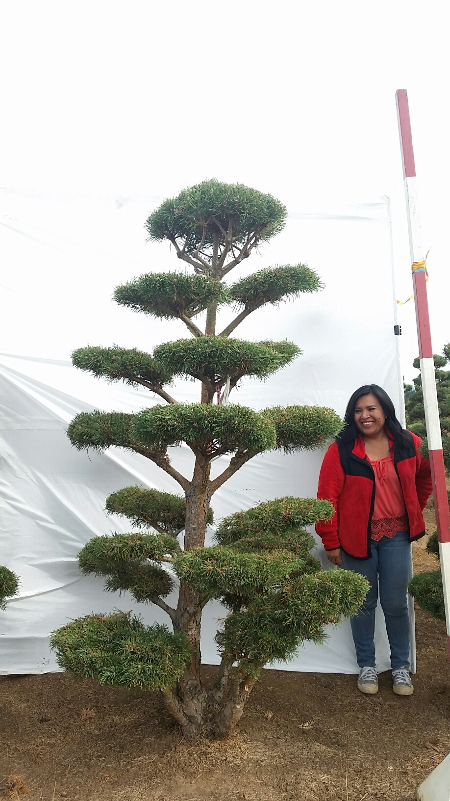Pinus sylvestris 'Nana Compressa'
