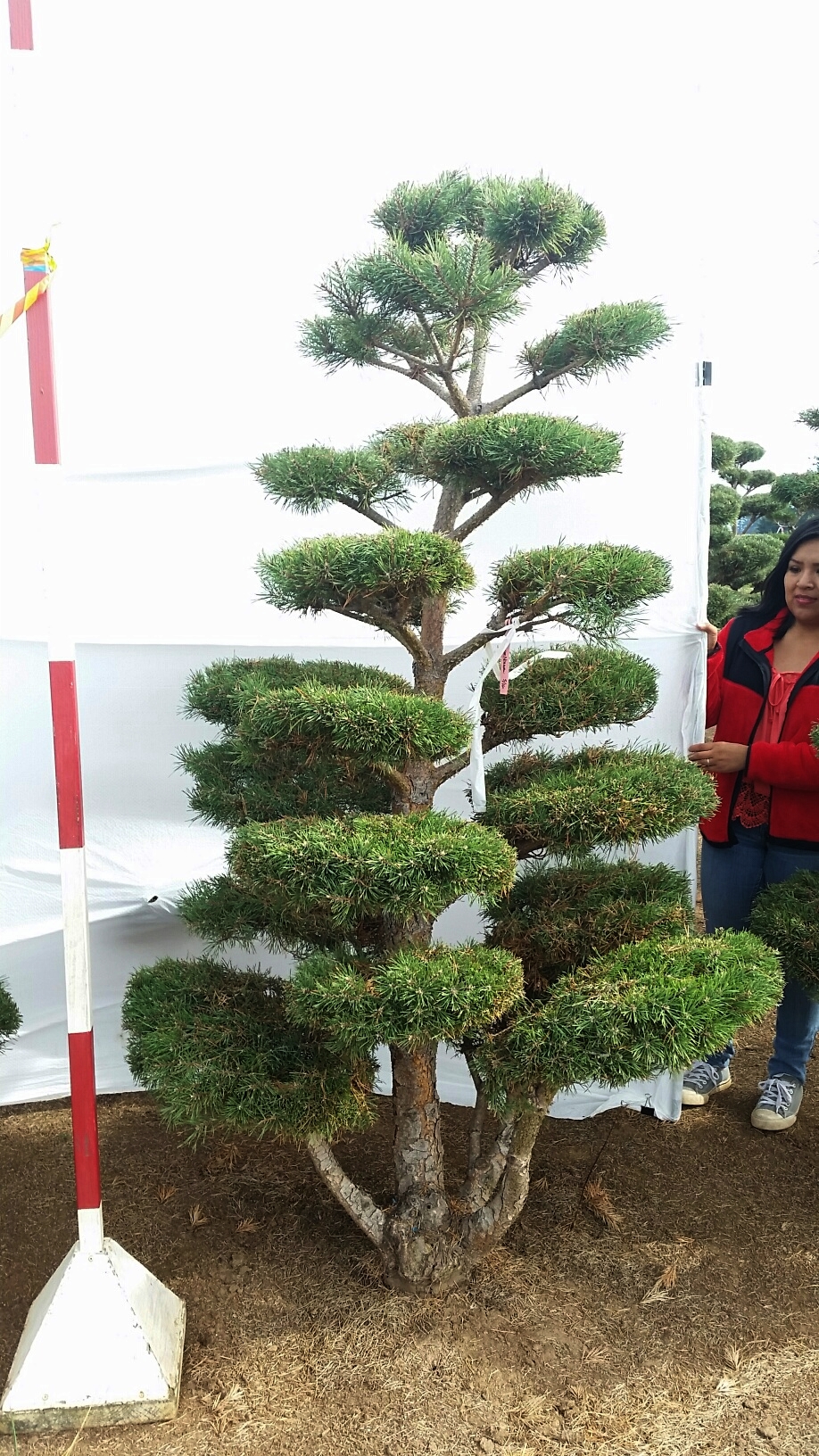 Pinus sylvestris 'Nana Compressa'