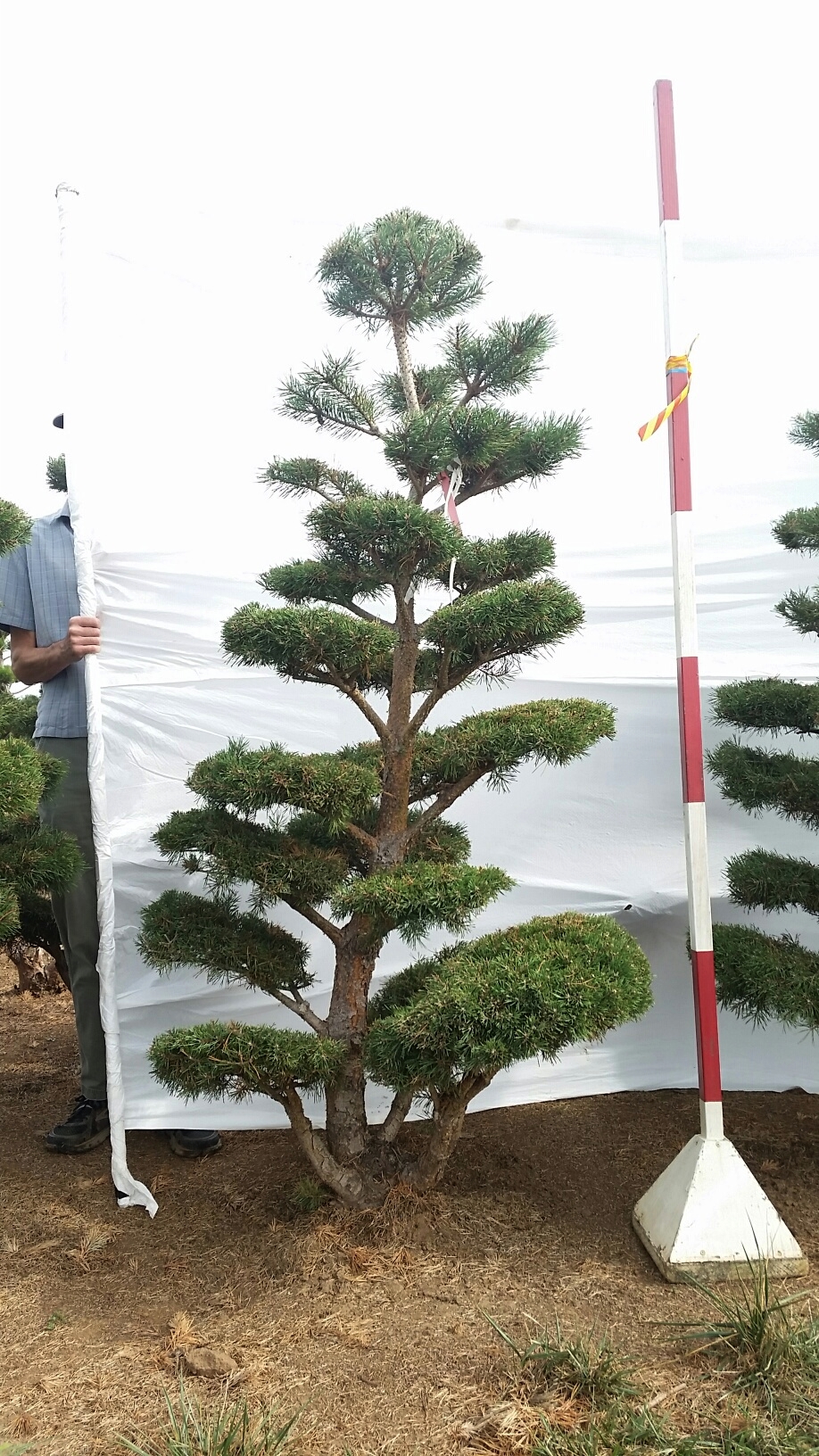 Pinus sylvestris 'Nana Compressa’