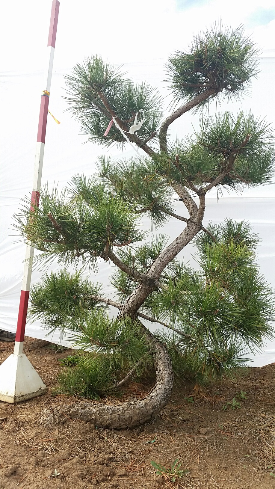 Pinus thunbergii var. corticosa ‘Hakuho’