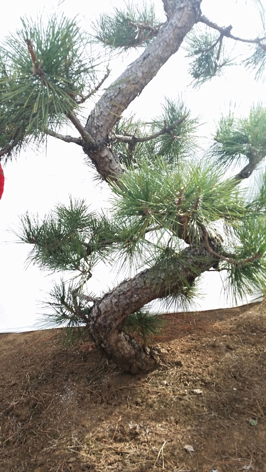 Pinus thunbergii var. corticosa ‘Hakuho’