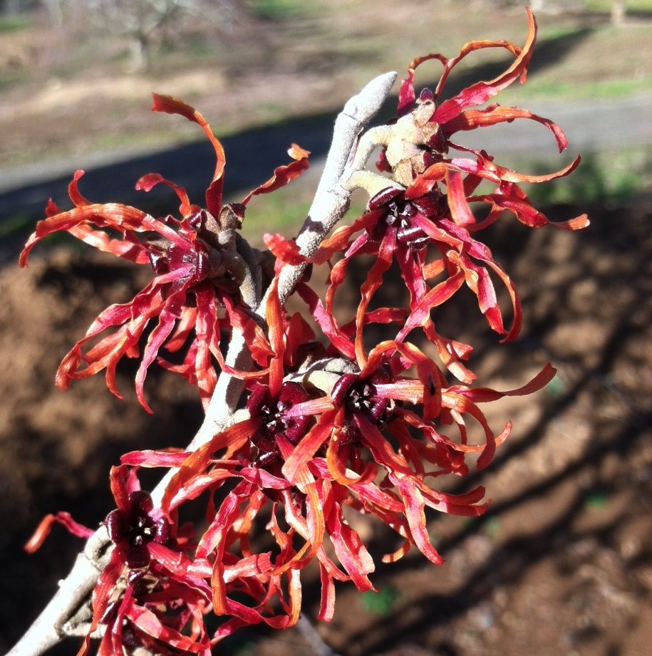 Hamamelis x. 'Diane' - flower