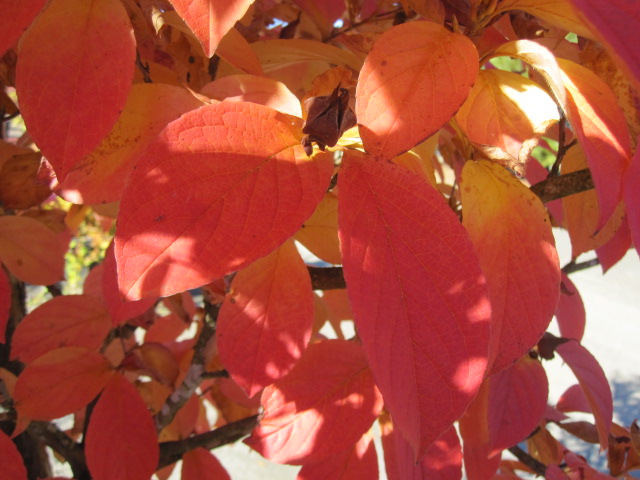  Stewartia pseudocamellia - Fall Color 