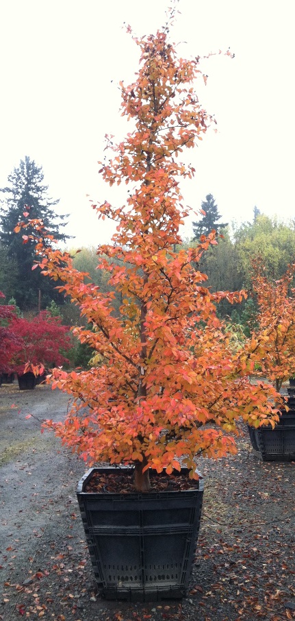  Stewartia pseudocamellia - Fall Color 