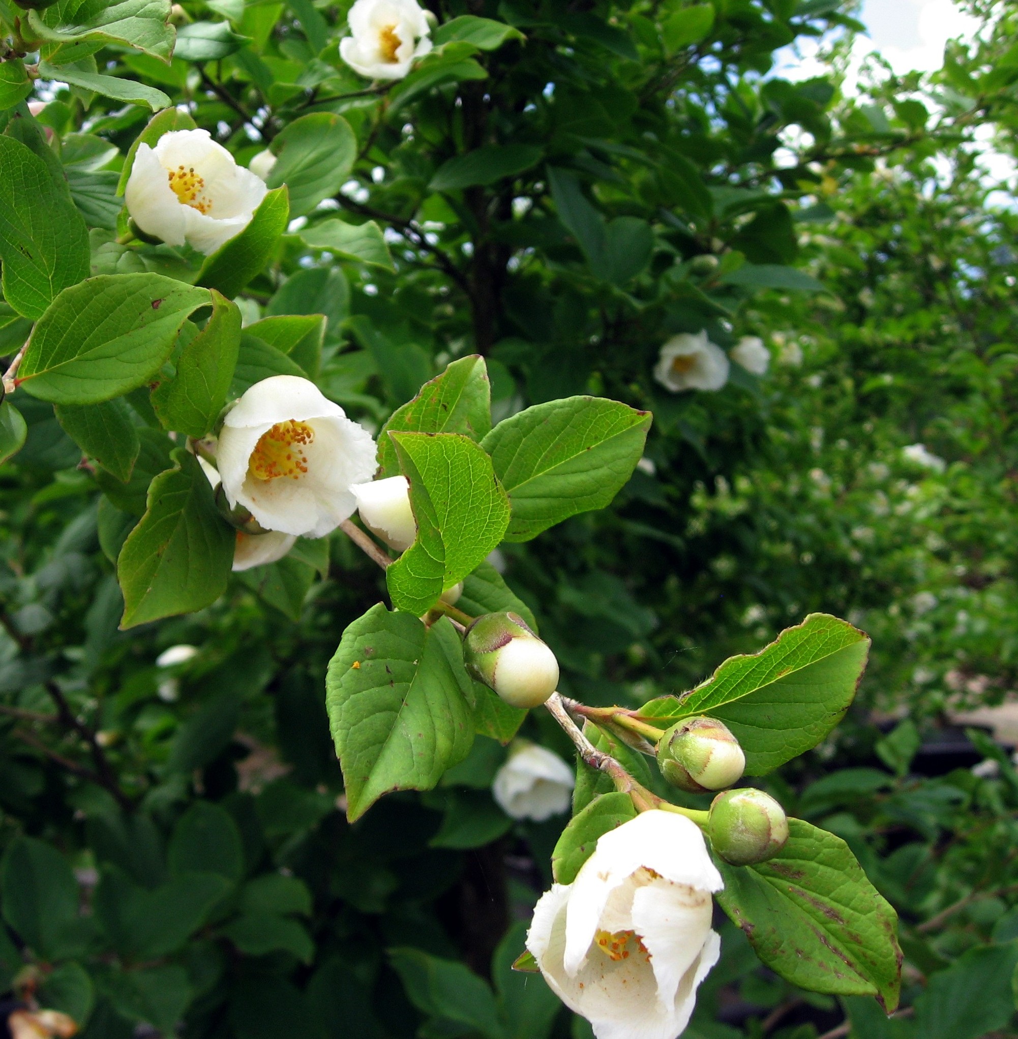  Stewartia psuedocamellia - Spring blooms 