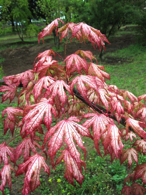  Close up of Acer p. 'Aka shigitatsu sawa' leaves. 