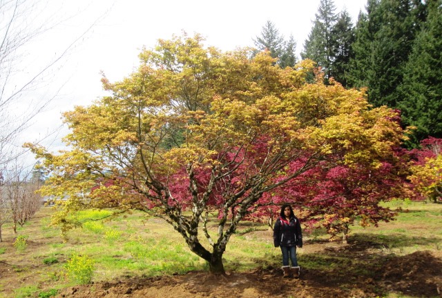  Acer p. 'Aka shigitatsu sawa' &nbsp;transplanted specimen 