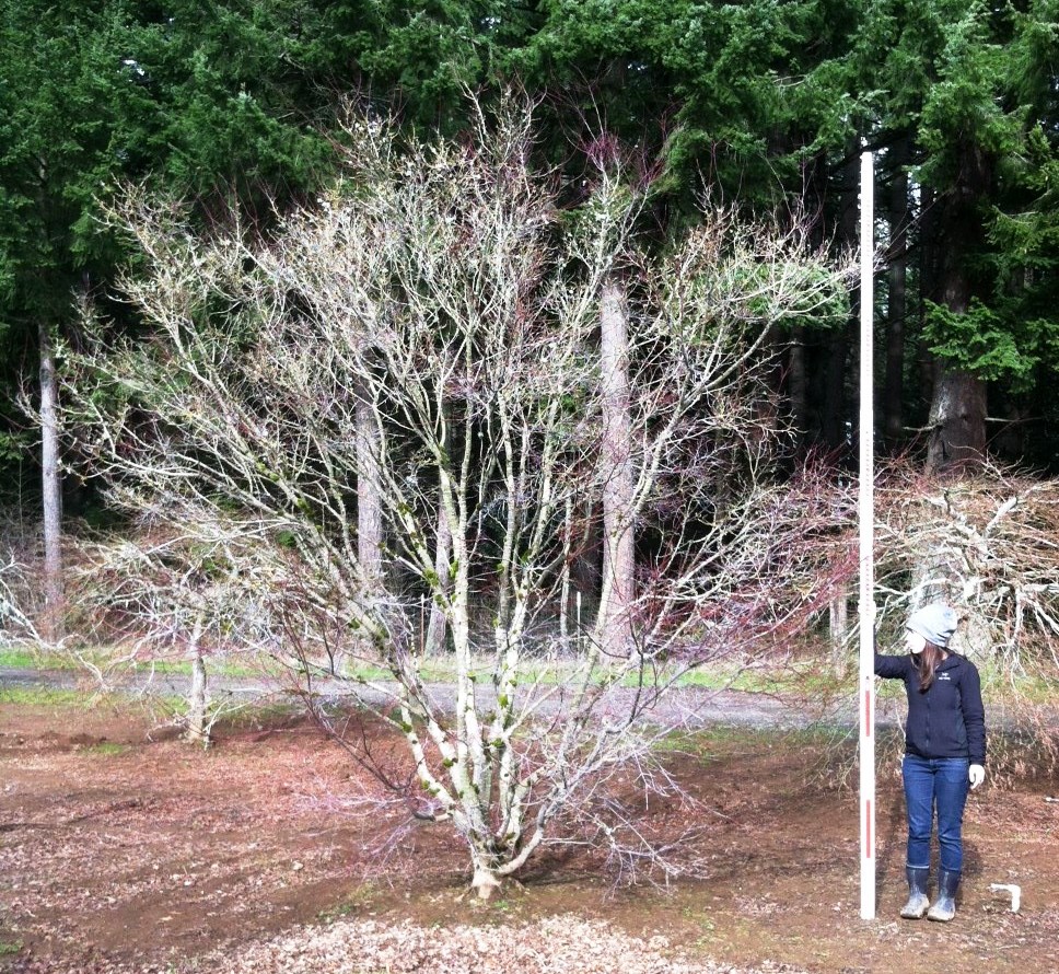 Acer p. 'Beni Maiko'