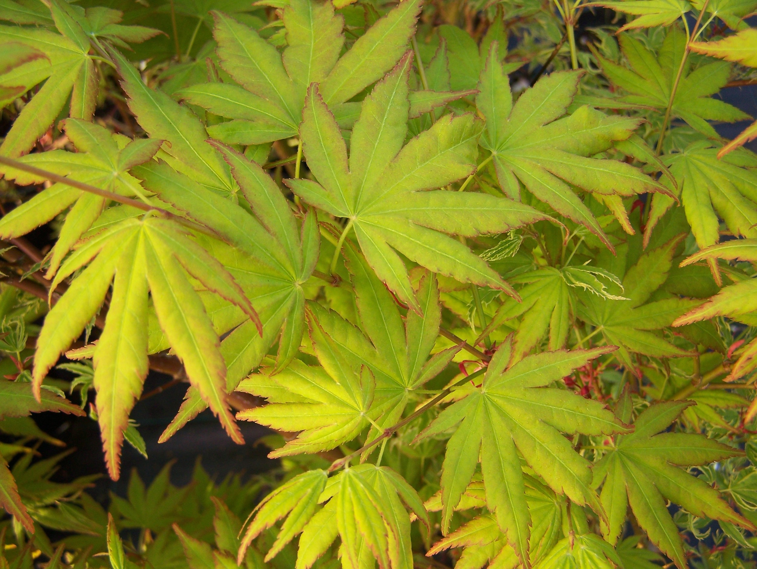  Acer p. 'Katsura' closeup of leaves 