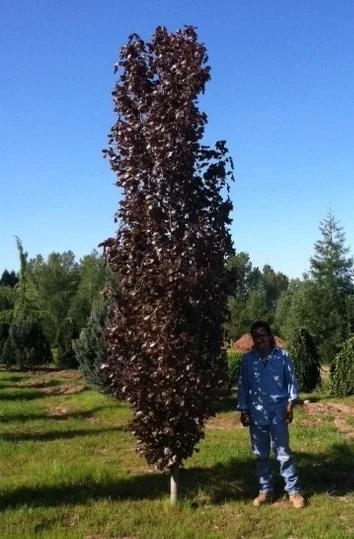 Fagus syl 'Red Obelisk'