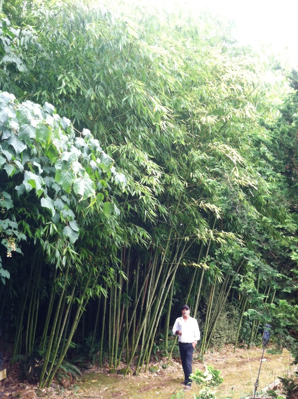  Big Timber Bamboo -&nbsp;Phyllostachys Vivax 