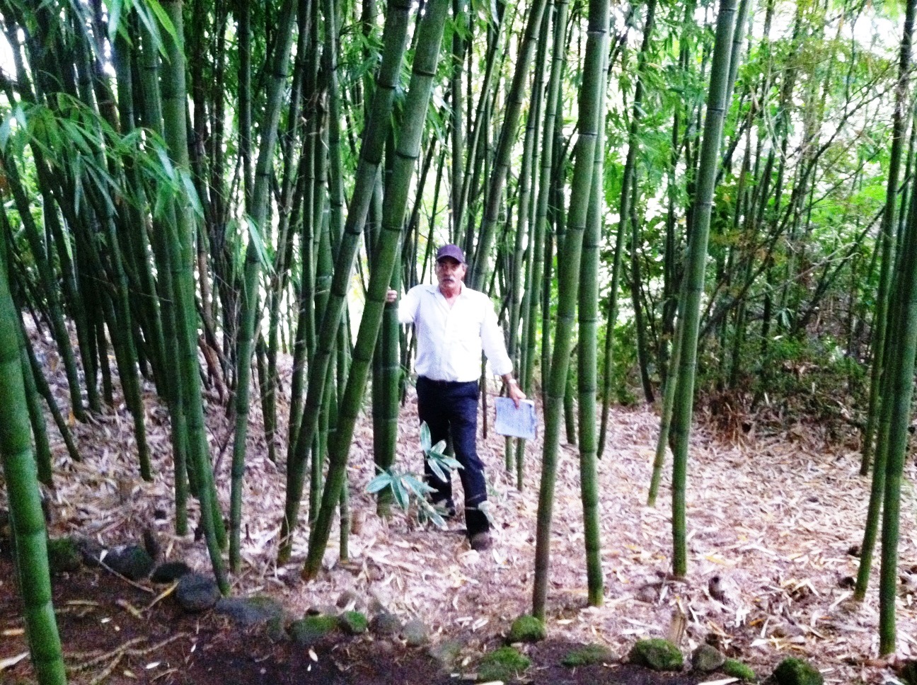  Big Timber Bamboo -&nbsp;Phyllostachys Vivax 