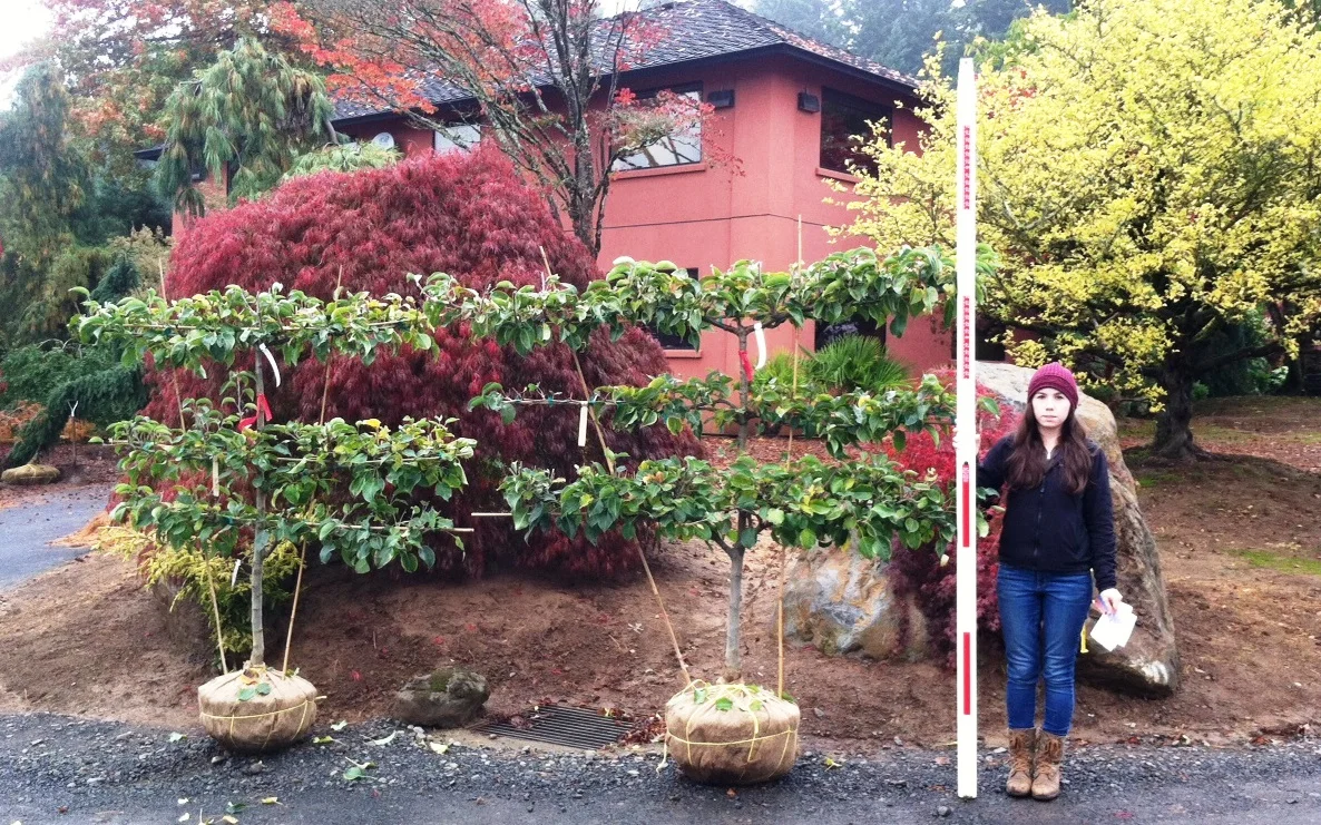 Many varieties are available: Apples, Pears, Peaches and Cherries. Ship now or reserve for Spring.