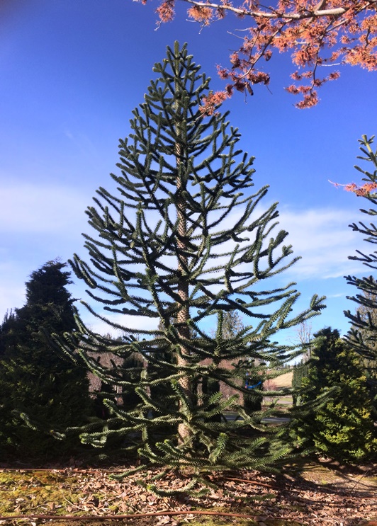  Araucaria araucana (Monkey Puzzle Tree) 