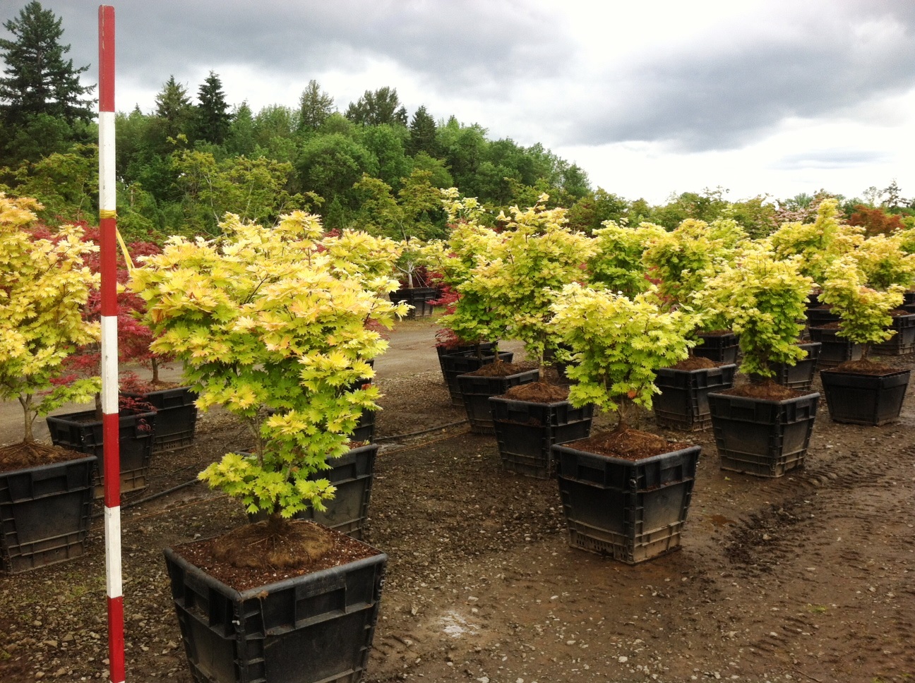  Acer shirasawanum ‘Aureum’ 