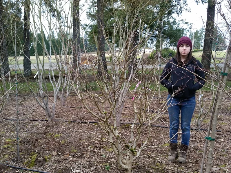 Acer shirasawanum ‘Aureum’
