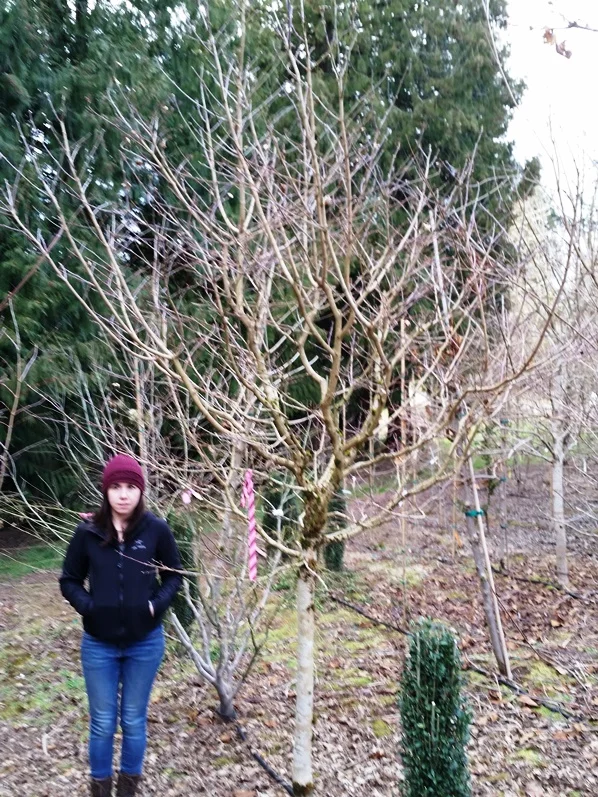 Acer shirasawanum ‘Aureum’