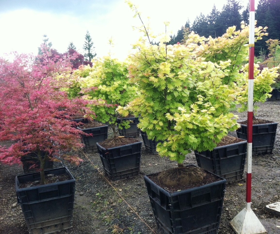  Acer shirasawanum ‘Aureum’ 