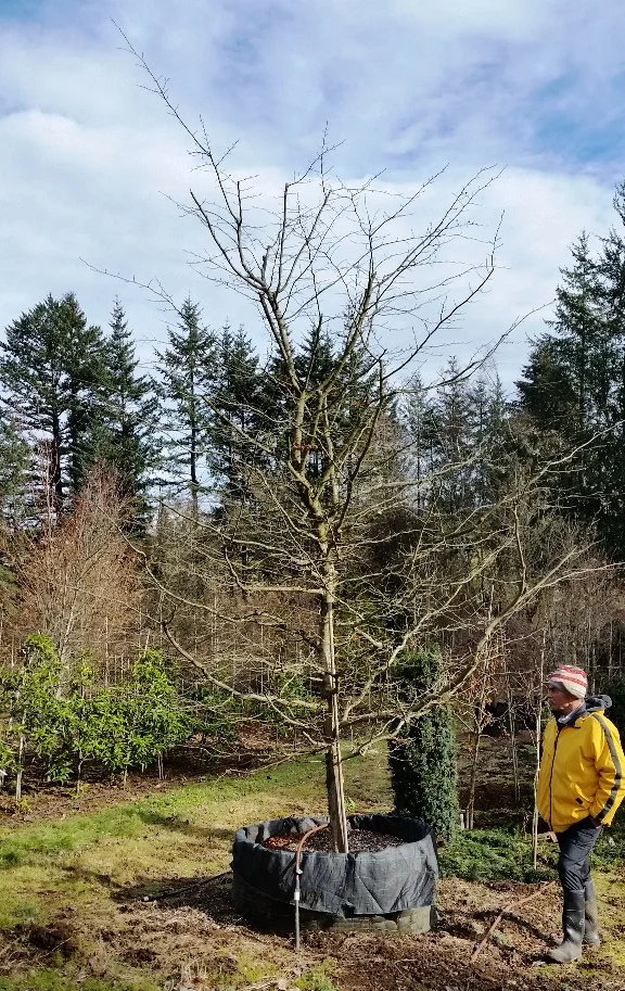 Carpinus coreana – Korean Hornbeam