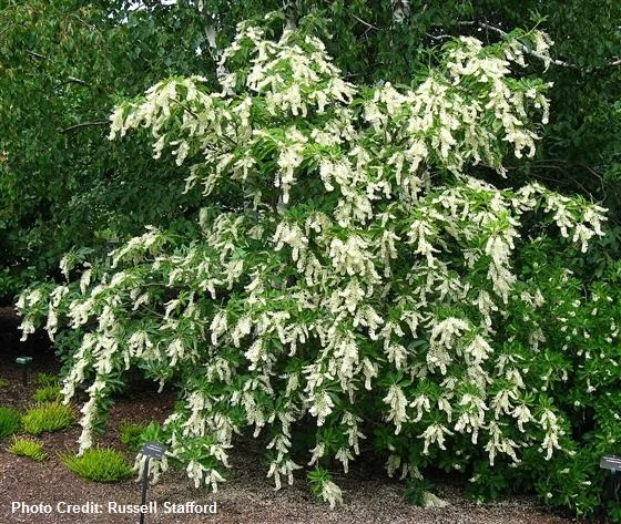 Clethra barbinervis