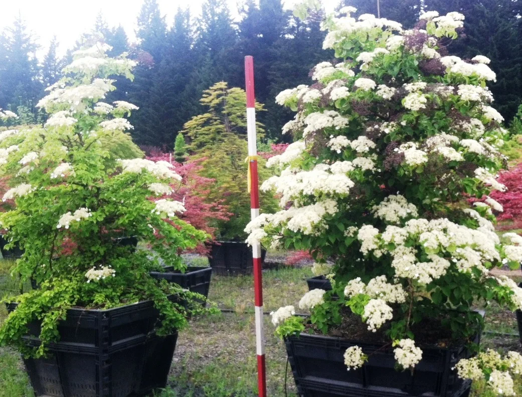 Hydrangea an. Petiolaris — Jaycee Newman, Inc.