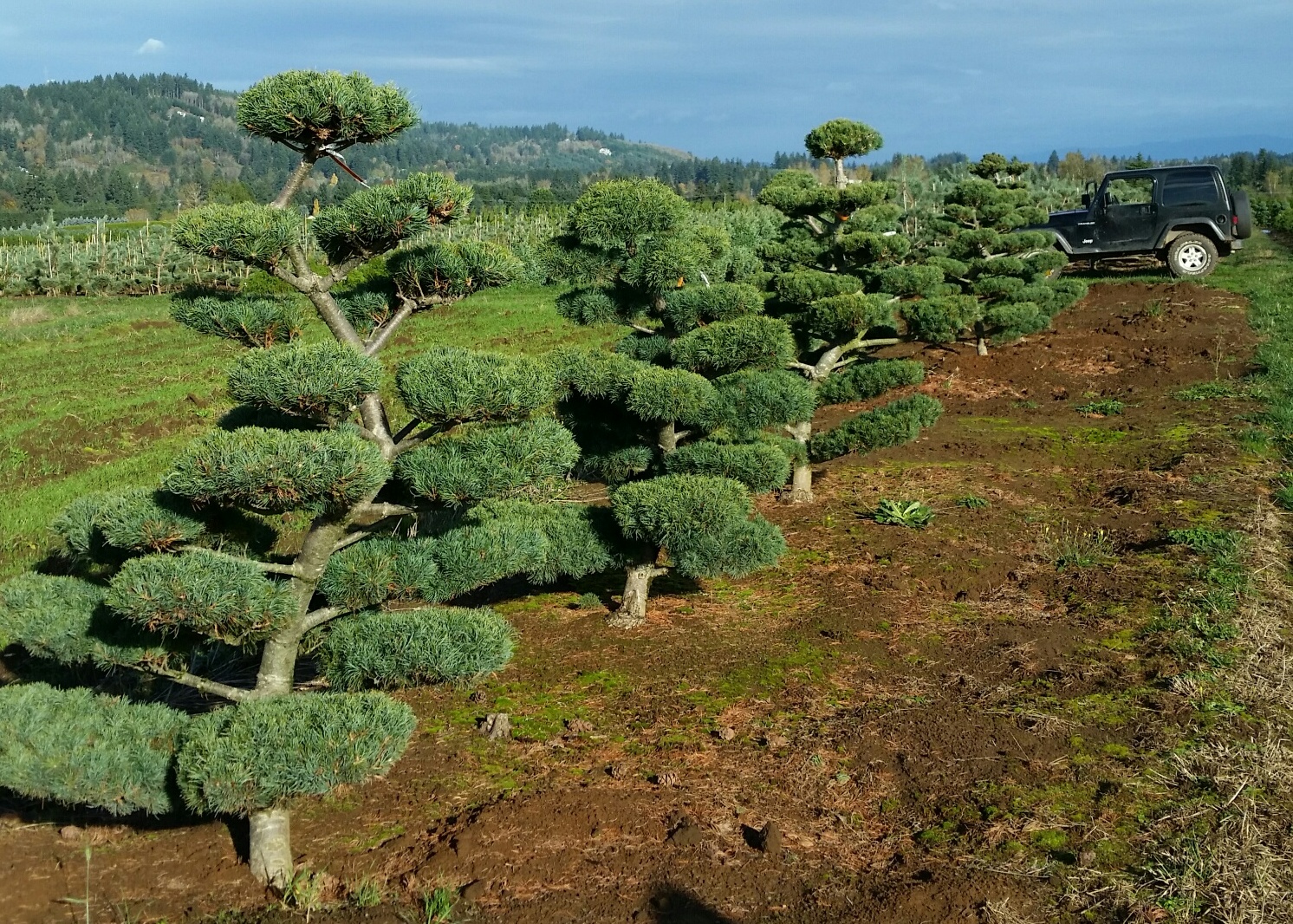  Pinus parviflora ‘Hakko’ 