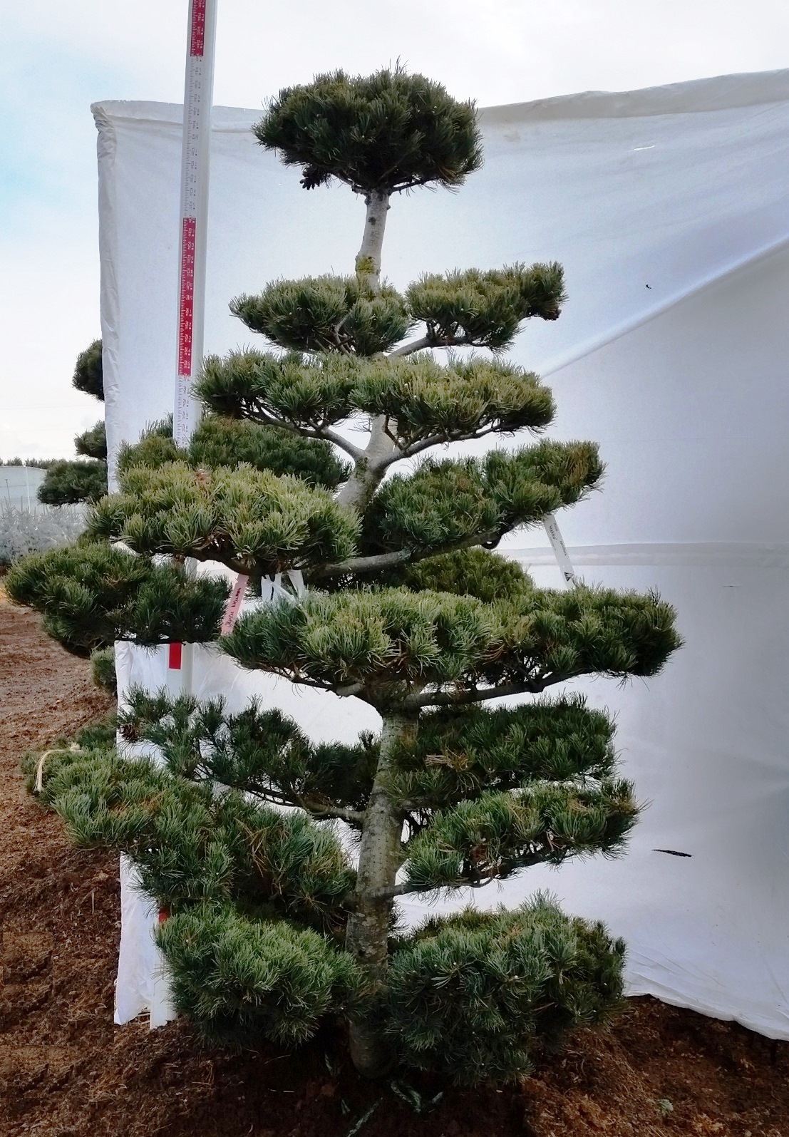  Pinus parviflora ‘Hakko’ 