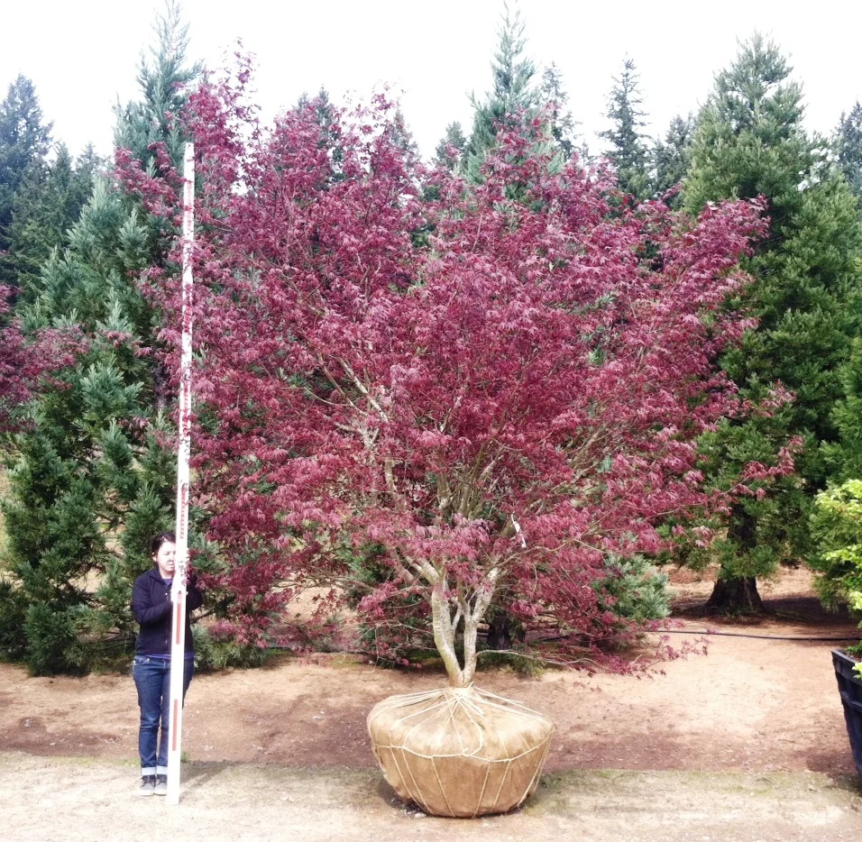 Acer p Bloodgood (3).jpg