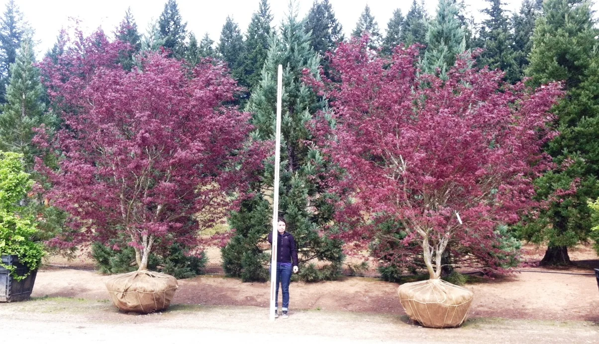 Acer p Bloodgood 3.jpg