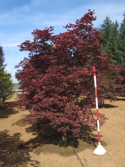 Acer p 'Bloodgood' 3c.jpg